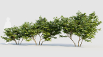 Vaccinium caesariense a