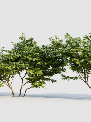 vaccinium-caesariense-a-3d-model-6b0c1c3064