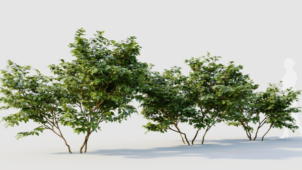 Vaccinium caesariense a