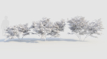 Vaccinium caesariense a