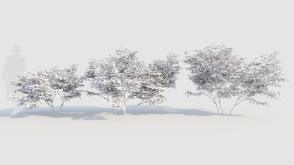 Vaccinium caesariense a