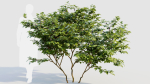 Vaccinium caesariense a