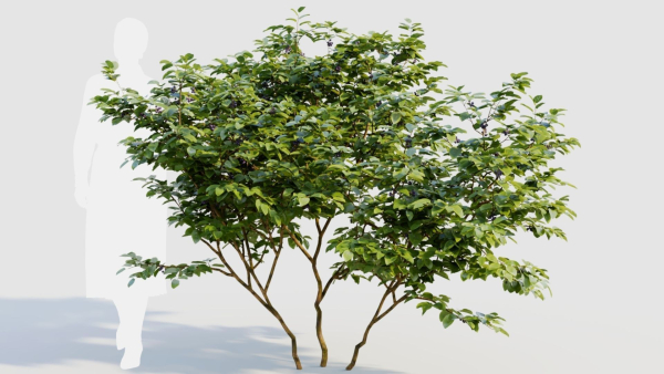 Vaccinium caesariense a