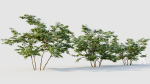 Vaccinium corymbosum b