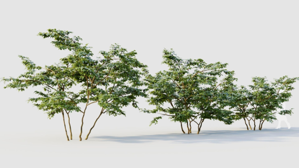 Vaccinium corymbosum b
