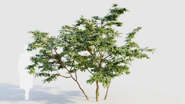 Vaccinium corymbosum b