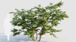 Vaccinium corymbosum b