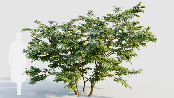 Vaccinium corymbosum b