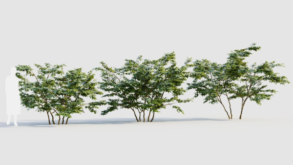 Vaccinium corymbosum b
