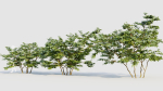 Vaccinium corymbosum b