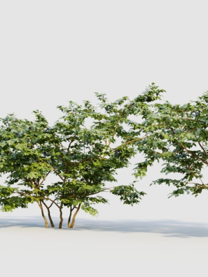 vaccinium-corymbosum-b-3d-model-37d7f016aa
