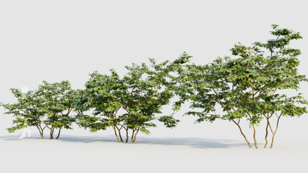 Vaccinium corymbosum b