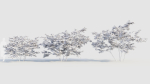 Vaccinium corymbosum b
