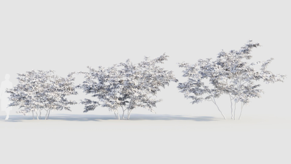 Vaccinium corymbosum b