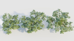 Vaccinium corymbosum b