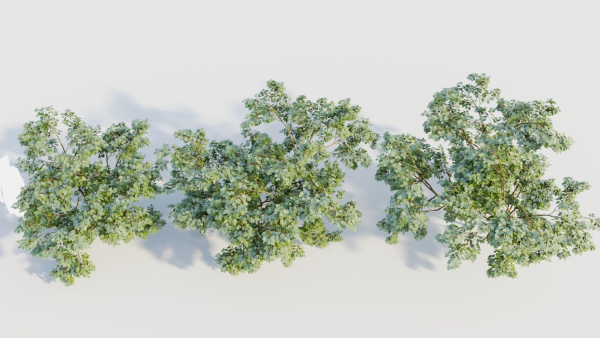 Vaccinium corymbosum b