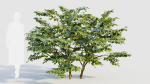 Vaccinium corymbosum b