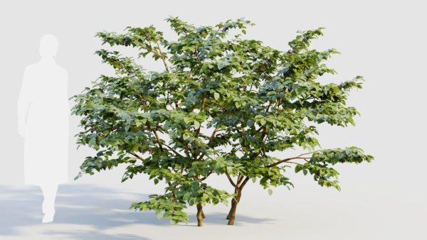Vaccinium corymbosum b