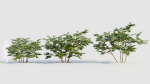Vaccinium corymbosum b