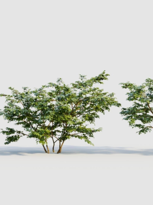 Vaccinium corymbosum b