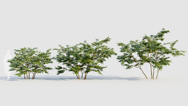 Vaccinium corymbosum b