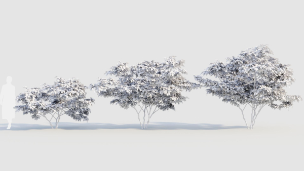 Vaccinium corymbosum c