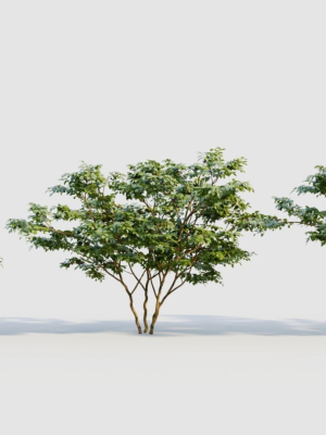 Vaccinium corymbosum c