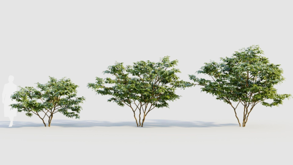 Vaccinium corymbosum c