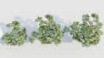 Vaccinium corymbosum c