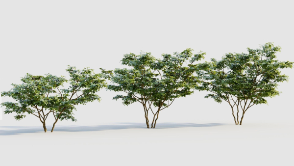 Vaccinium corymbosum c