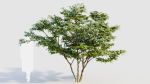Vaccinium corymbosum c