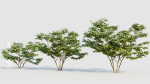 Vaccinium corymbosum c
