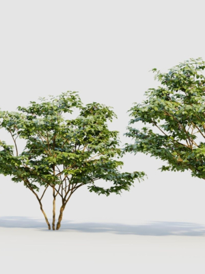 vaccinium-corymbosum-c-3d-model-6be07c7582
