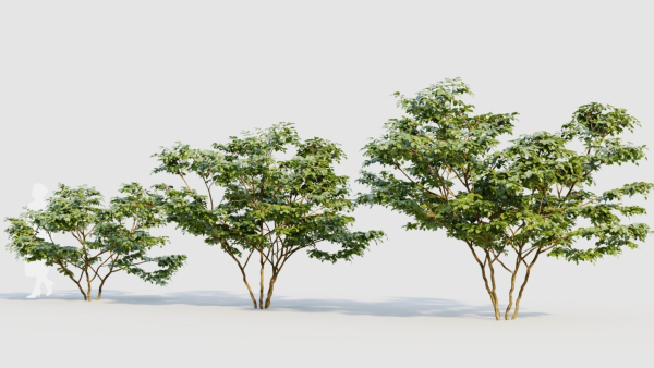 Vaccinium corymbosum c