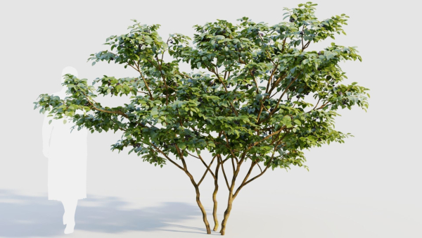 Vaccinium corymbosum c