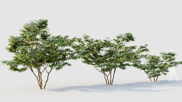 Vaccinium corymbosum c