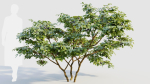 Vaccinium corymbosum c
