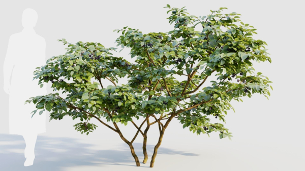 Vaccinium corymbosum c