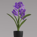 Vanda Orchid