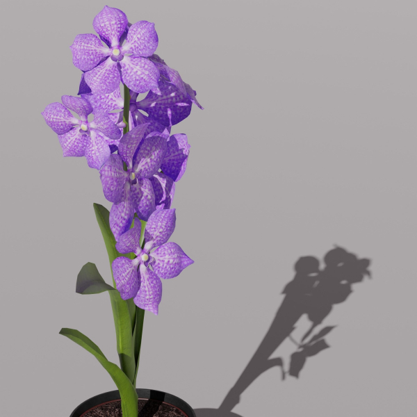 Vanda Orchid