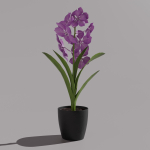 Vanda Orchid