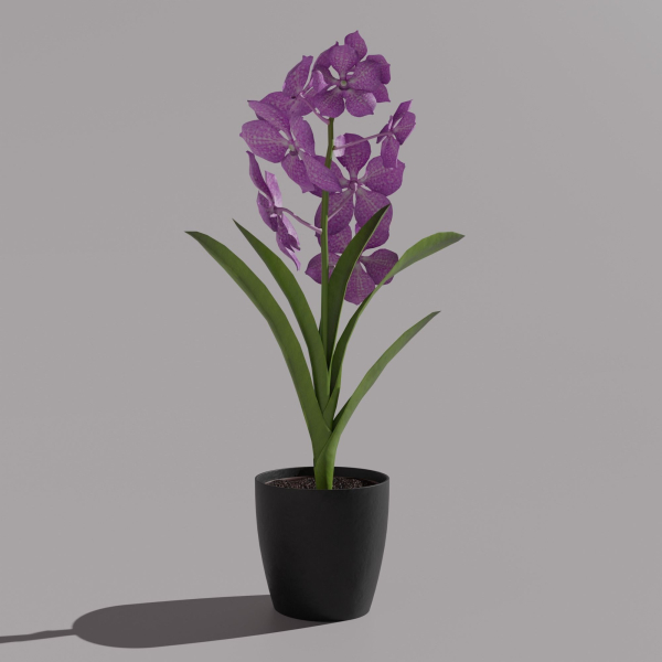 Vanda Orchid