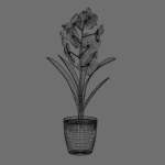Vanda Orchid
