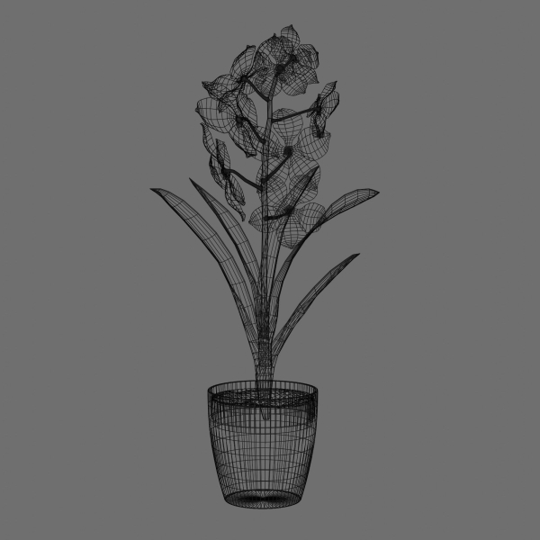 Vanda Orchid