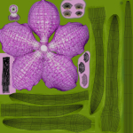 Vanda Orchid