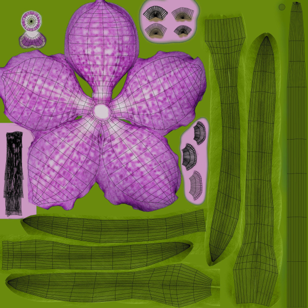 Vanda Orchid