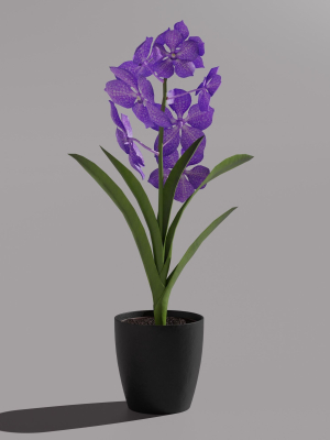 vanda-orchid-3d-model-b1563e50ce