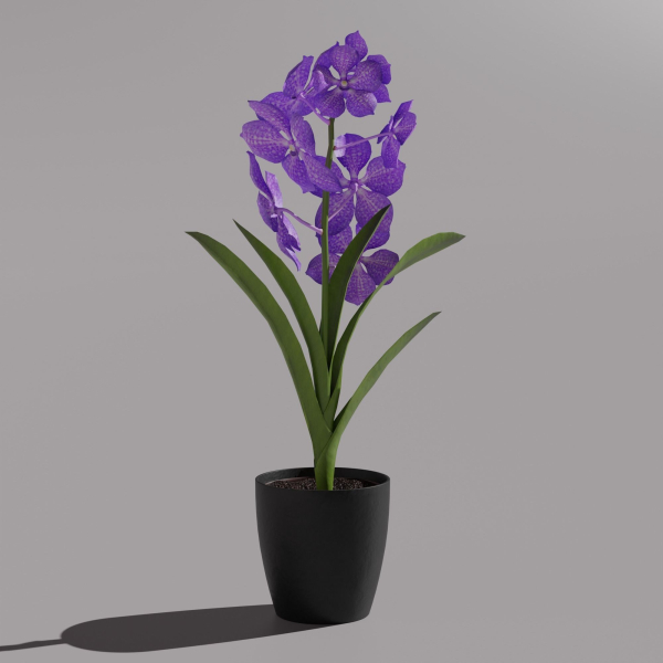 Vanda Orchid