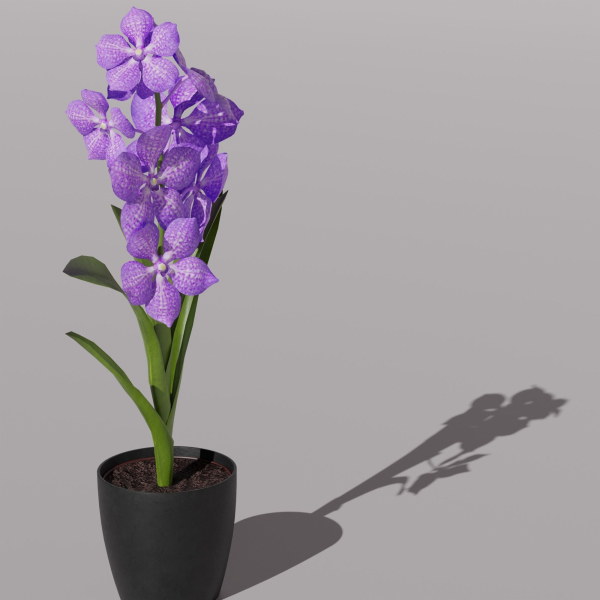 Vanda Orchid