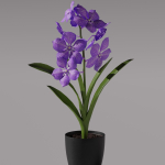 Vanda Orchid